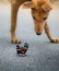 Dog and two butterflies