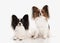Dog. Two Papillon puppies on a white background