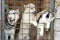 A dog and two puppies are looking through the metal grid of a cage door.
