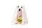 Dog under blanket as funny Halloween ghost holding Jack o`lantern carved pumpkin
