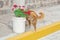 The dog urinates on the street, on a pot of flowers.