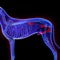 Dog Urogenital System - Canis Lupus Familiaris Anatomy - isolate