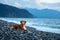 Dog on vacation. Nova Scotia Duck Tolling Retriever lying on the beach by the sea.