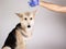 Dog vaccination with a syringe on gray background