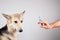 Dog vaccination with a syringe on gray background