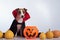 Dog in a vampire cloak and jack-o-lantern on a white background. Halloween Jack Russell Terrier in Count Dracula costume