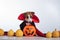 Dog in a vampire cloak and jack-o-lantern on a white background. Halloween Jack Russell Terrier in Count Dracula costume