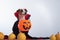 Dog in a vampire cloak and jack-o-lantern on a white background. Halloween Jack Russell Terrier in Count Dracula costume