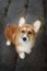 Dog velsh Corgi looking up