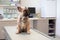 Dog at vet, young female French Bulldog  sitting on examination table at veterinary practice