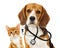 Dog veterinarian and cat