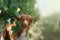 Dog in a vineyard in nature. A pet in the summer, a toller. Nova Scotia Duck Tolling Retriever