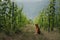 Dog in a vineyard in nature. A pet in the summer, a toller. Nova Scotia Duck Tolling Retriever