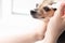 Dog vision protection, ophthalmic eye drops for pets from animal eye disease, doctor veterinarian instills medicine in the eyes of