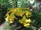 Dog Vomit Slime Mold - Fuligo septica