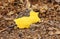 Dog Vomit Slime Mould Fuligo septica growing from the forest floor.