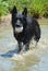 Dog wading in water with white softball