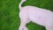 Dog wagging tail. White dog on green grass. White labradoodle lying on lawn