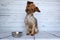 Dog waiting for his ration next to his bowl of croquette with attention