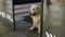 Dog is waiting for its owner at store entrance doors that open and close.
