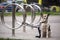 Dog waiting for owner, tied to a bicycle parking rack. Dog Tied