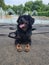 Dog waiting for treats at the park