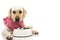 DOG WAITITNG FOR EAT. LABRADOR RETRIEVER WEARING A RED CHECKERED NAPKIN OR BANDANA WITH EMPTY BOWL, ISOLATED SHOT AGAINST WHITE