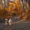 Dog on a walk in a colorful autumn forest. Standing on a forest path and then waits for the host..