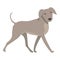 Dog walk icon cartoon vector. Animal run