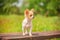 Dog for a walk in spring or summer. Cute purebred chihuahua. White chihuahua furry portrait
