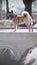 Dog on a walk in the winter, stands on the bridge.