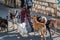 Dog walker in the street with lots of dogs