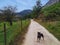 a dog walking along a path in Urkiola, a mountain in the Basque Country