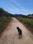 a dog walking along a path in Urkiola, a mountain in the Basque Country