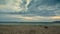 Dog walking on the beach under a cloudy sky at sunset