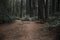 dog walking dirt road forest. High quality photo