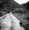 Dog walking on dirt road, Greece