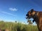 Dog walking in a field in the Florida Everglades