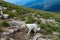 Dog walking final steps to Hoverla, the highest Ukrainian mountain