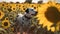 Dog walking near a field of sunflowers, in the strong facial expression. Generative AI