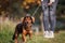 Dog walking outdoors. Animal obedience training