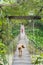 Dog Walking on the Suspension Bridge in Tangkahan, Indonesia