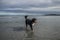 Dog walking in the water at the beach