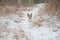 Dog walking at winter forest running by snow path