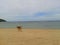 Dog is walking on the yellow sand at the Koh Phangan beach in Thailand