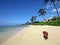 Dog walks along Coconut Tree lined Kahala Beach
