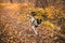 Dog walks in atmospheric orange forest, full length basenji