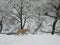 Dog walks in the falling snow