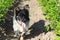 dog walks in the garden among the potato beds