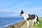 Dog on wall looking to sea ocean rocks tides sunny day lurcher Collie smooth shiny fur
